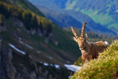  İsviçre yaban hayatı. Ibex, Capra dağ keçisi, arka planda kayalar olan boynuzlu alp hayvanı, taştan doğal yaşam alanı Alpler. Akşam portakal rengi gün batımı, vahşi yaşam.                