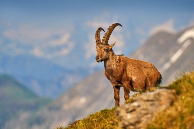 Ibex, Capra dağ keçisi, arka planda kayalar olan boynuzlu alp hayvanı, taştan doğal yaşam alanı Alpler. Akşam turuncu gün batımı, vahşi yaşam. İtalya yaban hayatı. 