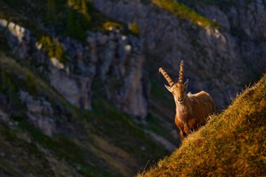  İsviçre yaban hayatı. Ibex, Capra dağ keçisi, arka planda kayalar olan boynuzlu alp hayvanı, taştan doğal yaşam alanı Alpler. Akşam portakal rengi gün batımı, vahşi yaşam.                