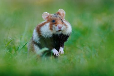 Avrupa hamsterı Cricetus Cricetus, Viyana, Avusturya 'da çayır çimlerinde. Kahverengi ve beyaz, siyah karınlı hamster, doğal yaşam ortamında ön manzara portresi. Vahşi şirin fare, yaz yaban hayatı.