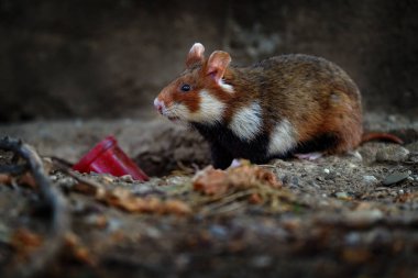 Hamster, Cricetus Cricetus, taştan mezar taşı mezarlığı, Viyana, Avusturya. Kahverengi ve beyaz, siyah göbekli hamster, doğal ortamdaki ön manzara portresi, yuva deliği. Vahşi şirin fare, yaz yaban hayatı.