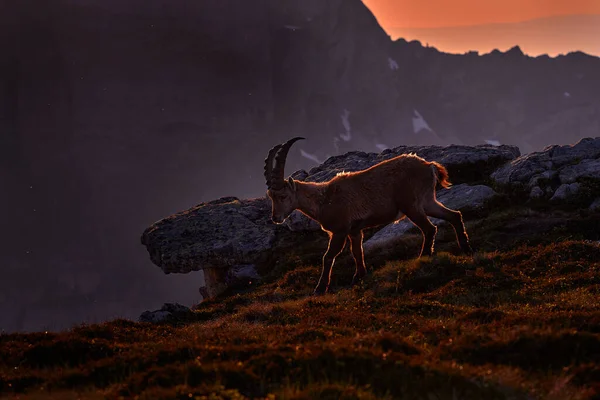 Švýcarská Divoká Zvěř Ibex Capra Ibex Rohaté Alpské Zvíře Kameny — Stock fotografie