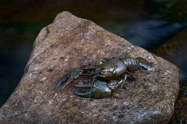 Crayfish Stone River Water Animal Habitat Astacus Astacus European Noble — Stock Photo, Image