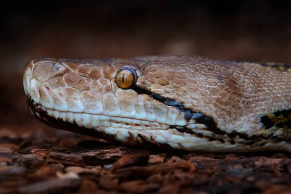 Retrato Serpente Píton Reticulado Reticulado Malayopython Habitat Natural Malásia Ásia — Fotografia de Stock