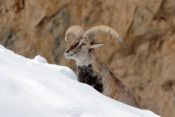 Bharal Blue Sheep Pseudois Nayaur Rock Snow Hemis Ladakh India — Stock Photo, Image