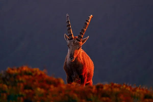 Suíça Vida Selvagem Ibex Capra Ibex Animal Alpino Com Chifres — Fotografia de Stock