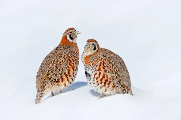 Tibetaanse Patrijs Perdix Hodgsoniae Vogel Zittend Sneeuw Rots Winterberg Patrijs — Stockfoto