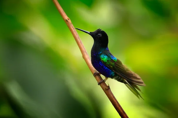 Fluweel Paarse Coronet Boissonneaua Jardini Donkerblauwe Zwarte Kolibrie Zittend Groene — Stockfoto