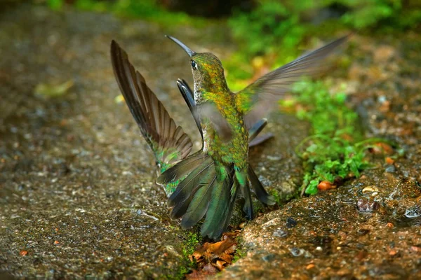 Combat Colibris Colibri Plusieurs Points Taphrospilus Hypostictus Bel Oiseau Crête — Photo