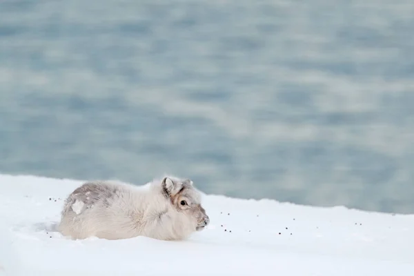 野生驯鹿 Rangifer Tarandus 雪中有巨大的鹿角 挪威斯瓦尔巴 斯瓦尔巴加勒比驯鹿 大自然的野生动物场景 冬季在北极 驯鹿冬季景观 — 图库照片