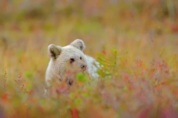 Cute Młody Niedźwiedź Ukryty Żółtym Lesie Jesienne Drzewa Niedźwiedziem Piękny — Zdjęcie stockowe