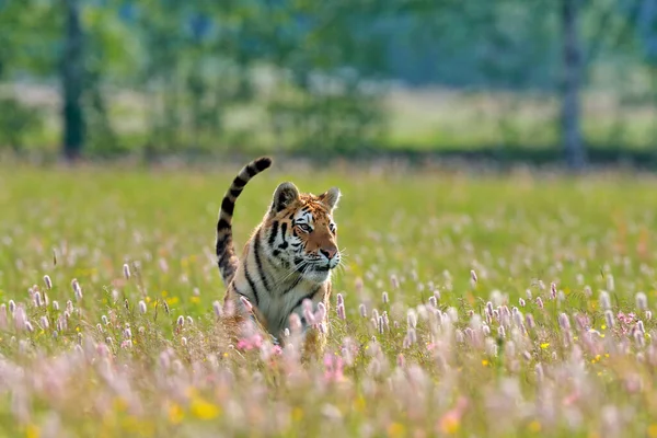 Vida Silvestre Verano Tigre Con Flores Rosas Amarillas Amur Tigre — Foto de Stock