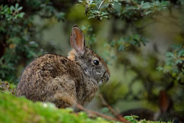 Sylvilagus Brasiliensis Маленький Милий Кролик Висотних Схилів Анд Antisana Еквадор — стокове фото
