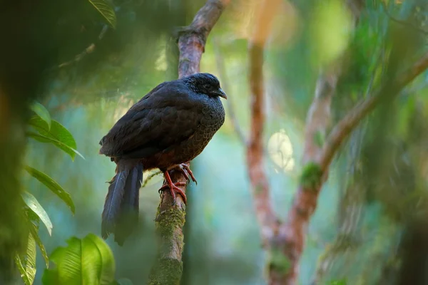 Andean Guan Penelope Montagnii Bird Dark Forest Yanacocha Mountain Ecuador — Stock Photo, Image