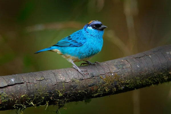 Tanager Tangara Ruficervix Reserva Amagusa Equador Pássaro Dourado Azul Sentado — Fotografia de Stock