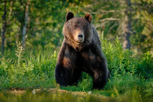 Urso Com Carcaça Porco Selvagem Árvores Outono Com Urso Retrato — Fotografia de Stock