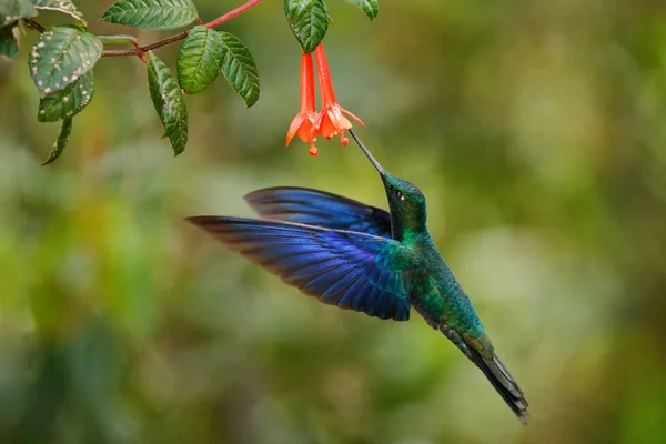 Ekvádor Divoká Zvěř Skvělé Safírové Křídlo Pterophanes Cyanopterus Velký Modrý — Stock fotografie