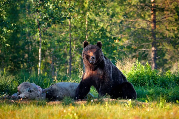 Медведь Тушей Дикой Свиньи Осенние Деревья Медведем Портрет Лица Бурый — стоковое фото