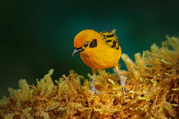 黄金のタンカー タンガラ 自然生息地の黄色の鳥 エクアドルの天草保護区 南アメリカでバードウォッチング 緑の森の中のタンカー 野生生物の性質 — ストック写真