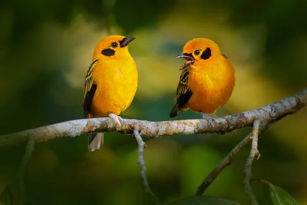 Tanager Dourado Tangara Arthus Pássaro Amarelo Habitat Natural Reserva Amagusa — Fotografia de Stock