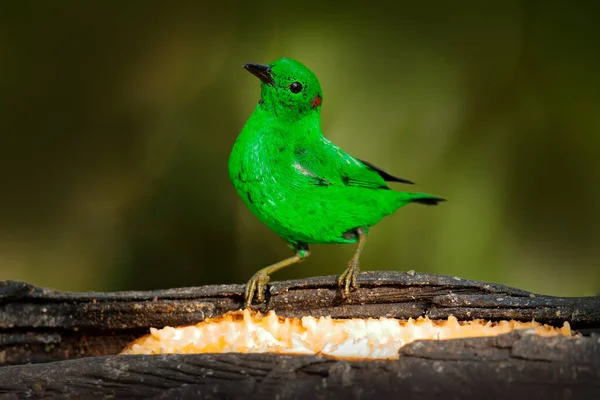 Glistening Green Tanager Chlorochrysa Phoenicotis Green Bird Nature Habitat Amagusa — Stock Photo, Image