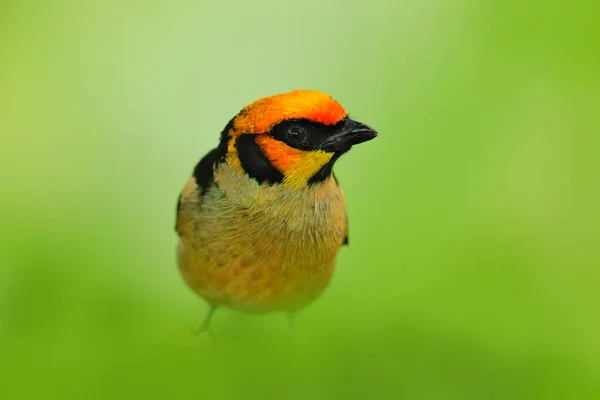 エクアドルの野生動物 炎に直面したタンカー タンガラParzudakii 美しい苔の枝に座っている エクアドルのミンド出身の鳥 南アメリカでバードウォッチング 緑の森の中の動物 森の中の熱帯鳥 — ストック写真