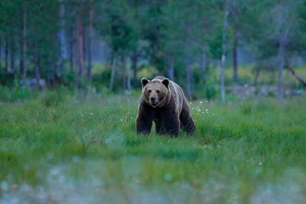 Браун Ведмідь Ходить Лісі Ранкове Світло Небезпечна Тварина Природній Тайзі — стокове фото