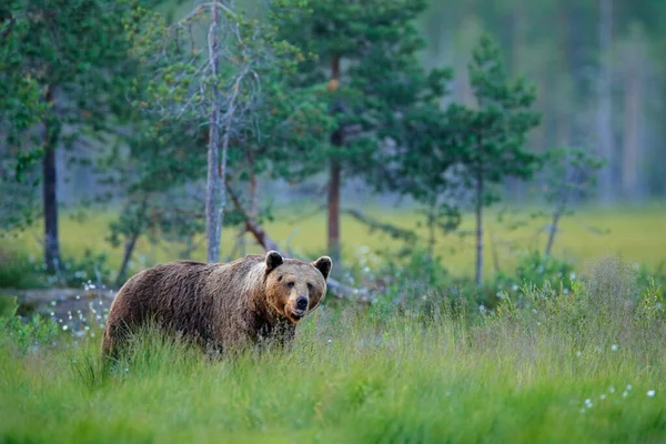 Urso Castanho Caminhar Floresta Luz Manhã Animal Perigoso Natureza Taiga — Fotografia de Stock