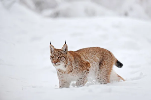 고양이가 서식지는 춥습니다 폴란드의 아름다운 스라소니가 눈덮인 유라시아 자연이 뛰노는 — 스톡 사진