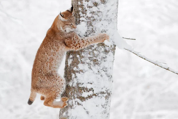 Fauna Selvatica Invernale Lince Gatto Grande Carino Habitat Condizione Fredda — Foto Stock