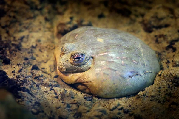 Afrikanischer Ochsenfrosch Pyxicephalus Adspersus Frosch Lehm Des Tropenwaldes Angola Großer — Stockfoto