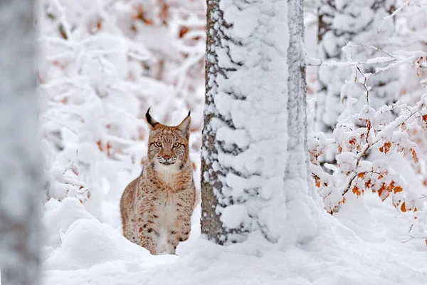 冬天的野生动物 在栖息地里可爱的大猫 寒冷的环境 德国雪地森林 有美丽的动物野生山猫 欧亚山猫在森林里奔跑 野猫在森林里栖息着白雪 — 图库照片