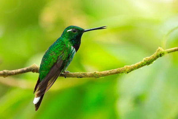 Purple Bibbed Whitetip Urosticte Benjamini Green Hummingbird Green Forest Native — 스톡 사진