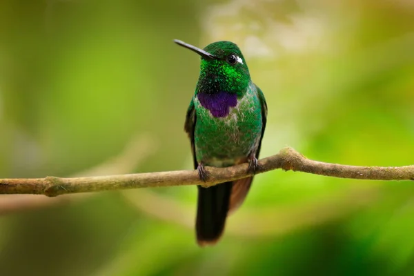 紫色の鳥の白化 ウロスティテ ベンジャミニ 緑の森の緑のハチドリ コロンビアとエクアドルに自生します 白っぽく枝に座っています エクアドルでバードウォッチング — ストック写真