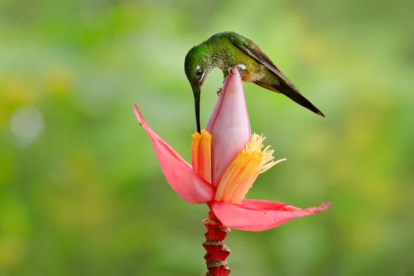 Bird with flower in tropic jungle. Empress Brilliant, Heliodoxa imperatrix, beautiful hummingbird in the nature habitat. Green bird with long tail from Ecuador. Wildlife scene from tropic nature.