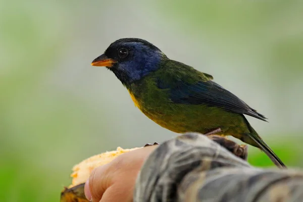 Uccello Con Banana Mano Tanager Dorso Muschio Bangsia Edwardsi Uccello — Foto Stock