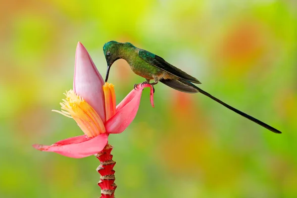 Vida Silvestre Tropical Pájaro Salvaje Colibrí Cola Larga Sylph Aglaiocercus —  Fotos de Stock