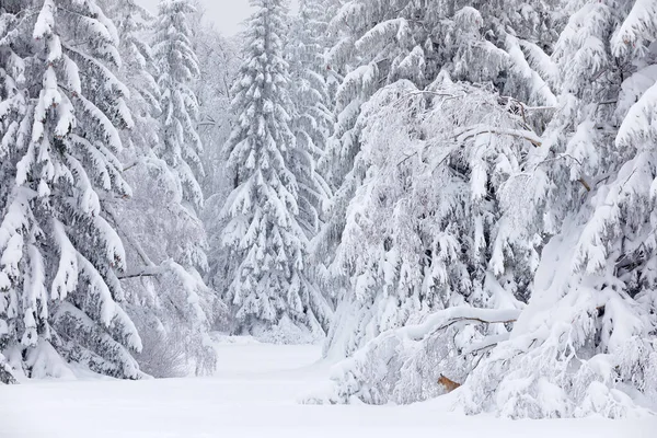 Winterwildtiere Luchse Nette Raubkatze Lebensraum Kälte Zustand Verschneiter Wald Mit — Stockfoto