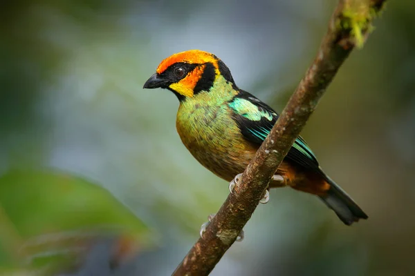 Άγρια Ζωή Φλόγα Πρόσωπο Tanager Tangara Parzudakii Κάθεται Όμορφο Βρύα — Φωτογραφία Αρχείου