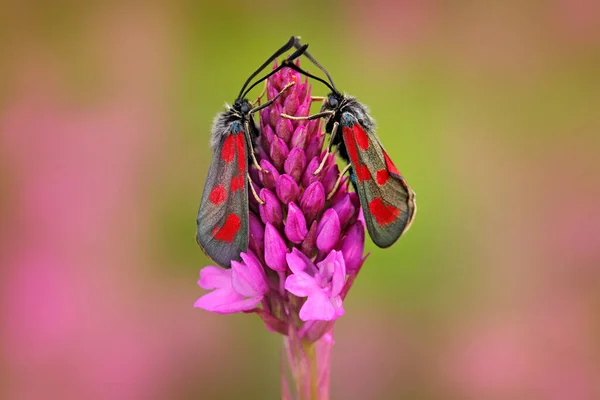 Wild Pink Orchid Two Insect Pyramidal Orchid Anacamptis Pyramidalis European — Stock Photo, Image