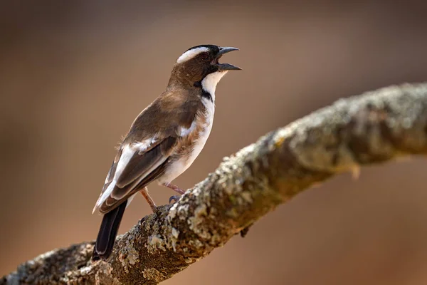 White Browed Sparrow Weaver Plocepasser Mahali Brown White Bird Sittong — 스톡 사진