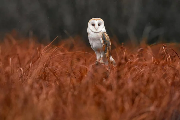 フクロウは羽を開いて飛ぶ バーンフクロウ Tytoアルバ 午前中に赤い草の上を飛行します 自然の野生の鳥のシーン 寒い朝の日の出 生息地の動物 森の鳥 — ストック写真