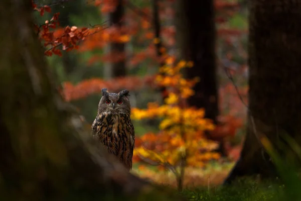 Podzimní Divoká Zvěř Eurasian Eagle Owl Bubo Bubo Sedící Kmen — Stock fotografie