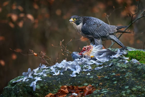 德国秋天捕猎的猎鹰 栖息在森林苔藓石上 捕猎量很大 猎鹰巫婆杀了鸽子雪天中的野生动物场景 — 图库照片