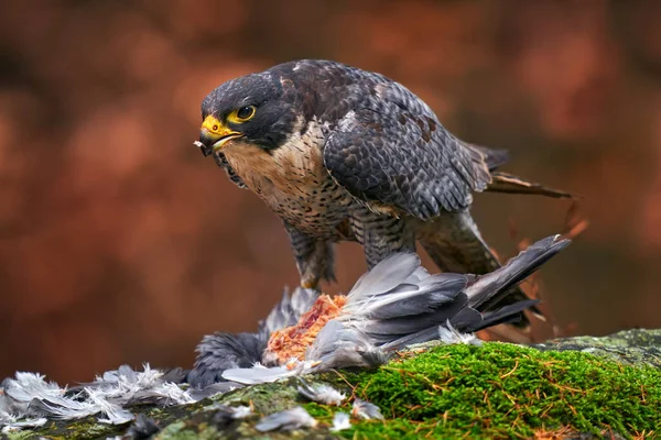 Peregrine Falcon Rovfågel Sittande Skogsmosssten Med Fångst Höstsäsongen Tyskland Falkhäxa — Stockfoto