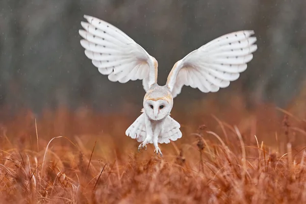 猫头鹰张开翅膀飞翔 Barn Owl Tyto Alba 早上在红草上空飞行 野生动物的自然景观 寒冷的日出 动物在栖息地 森林里的小鸟 — 图库照片