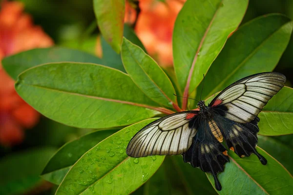 Krásný Tmavý Motýl Papilio Rumanzovia Scarlet Mormon Nebo Red Mormon — Stock fotografie