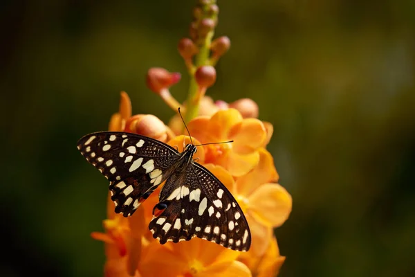 Papilio Demoleus Jest Pospolitym Szeroko Rozpowszechnionym Motylem Limonkowym — Zdjęcie stockowe