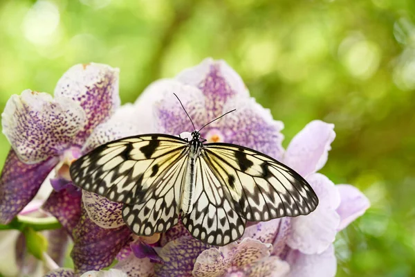 Bílý Motýl Sedí Růžové Fialové Orchideji Tropickém Lese Krásný Motýl — Stock fotografie