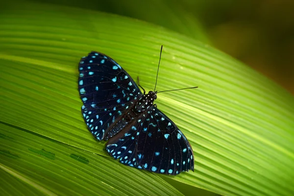 星空の夜のクラッカー メキシコの青い黒い蝶 Hamadryas Laodamia 自然の生息地の緑の葉の上に美しい虫座って メキシコの野生動物 自然の中で蝶 — ストック写真